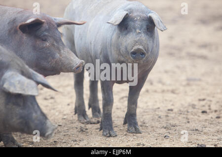 Schwarze iberische Schweine laufen frei. Provinz Badajoz, Extremadura, Spanien Stockfoto