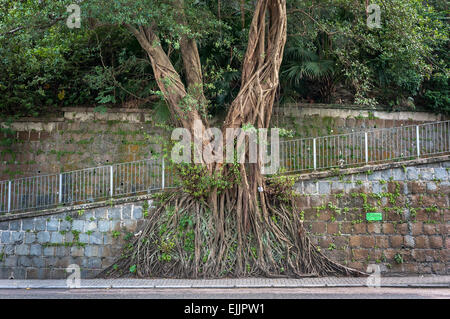 Großen Banyanbaum wächst gegen eine Wand in der Mitte Ebenen Gegend von Hong Kong Island Stockfoto