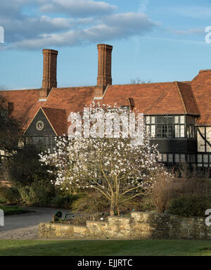 Im Frühjahr blühende Magnolie X loebneri Merrill Baum vor der RHS Wisley Laborgebäude. Wisley, Surrey, UK Stockfoto