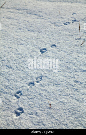 Fuchs-Fußspuren im Schnee, Brandon Mountain, Halbinsel Dingle, County Kerry, Irland. Stockfoto