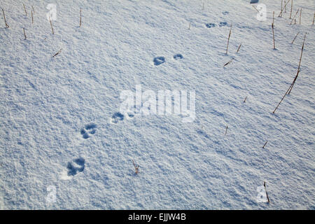 Fuchs-Fußspuren im Schnee, Brandon Mountain, Halbinsel Dingle, County Kerry, Irland. Stockfoto