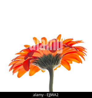 Leuchtend rote Gerbera Blume isoliert auf weißem Hintergrund, Makro-Foto mit selektiven Fokus Stockfoto