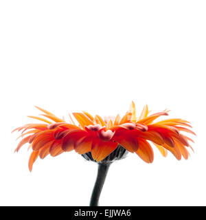 Leuchtend rote Gerbera Blume isoliert auf weißem Hintergrund, Makro-Foto mit flachen DOF Stockfoto