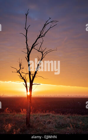 Einsamer Baum bei Sonnenuntergang. Zusammensetzung der Natur. Stockfoto