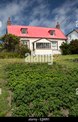 Falkland-Inseln, Port Stanley, Drury Street, Kartoffeln wachsen vor der traditionellen Haus Garten Stockfoto