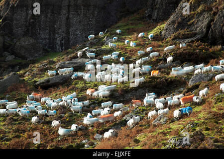 Hill Schafe, Mahon Tal Comeragh Mountains, County Waterford, Irland. Stockfoto