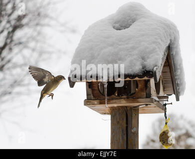 Ein Vogel (Fink) bereitet sich auf eine verschneite Vogelhäuschen zu holen einige Samen zu landen. Stockfoto