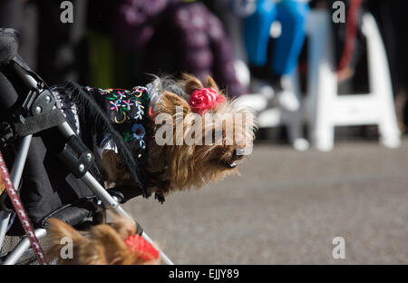 Hund-Performer teilnehmen in der Karnevalsumzug Comparsas an Stadt Badajoz, Spanien Stockfoto