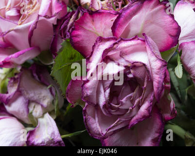 verblasste rose Stockfoto