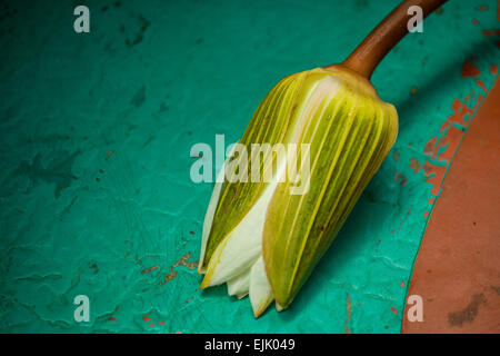 Weiße Knospe Lotusblüte auf grün Metall Stockfoto