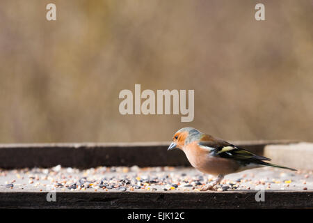 Männlichen Buchfinken auf einem der Tische im Sommer Leys Natur in Northamptonshire, England reservieren Vogel. Stockfoto