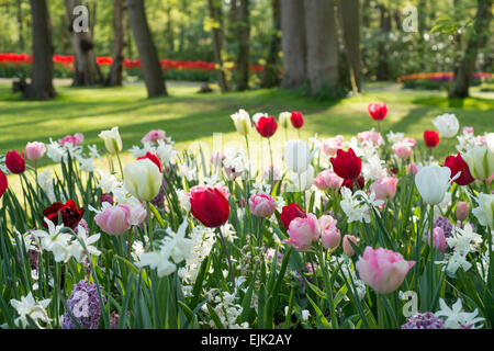 Frühling-Beet mit rosa, roten und weißen Tulpen (Tulipa) und Weiße Narzisse in einem park Stockfoto