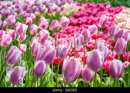 Blumenbeet mit Magenta pink und lila Tulpen (Tulipa) im Frühling Stockfoto