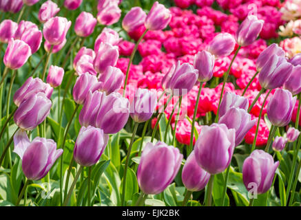 Blumenbeet mit Magenta pink und lila Tulpen (Tulipa) im Frühling Stockfoto