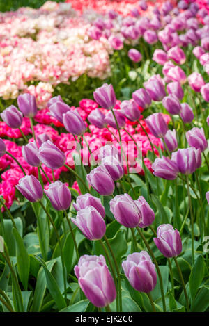 Blumenbeet mit Magenta pink und lila Tulpen (Tulipa) im Frühling Stockfoto