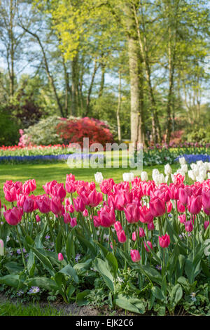 Frühling-Beeten mit rosa und weißen Tulpen Tulipa in einem park Stockfoto