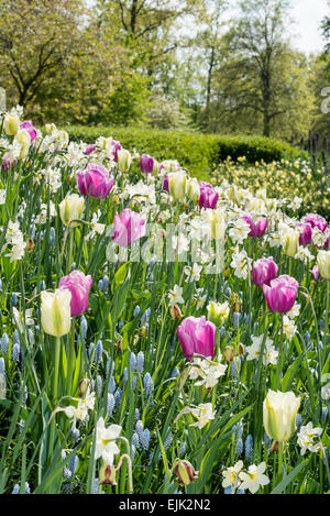 Frühling-Beet mit rosa, Magenta und weißen Tulpen (Tulipa) und Weiße Narzisse in einem park Stockfoto