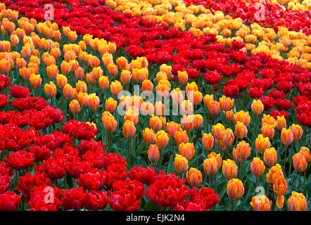 Bereich der rote, gelbe und orange Tulpen in holländische Polderlandschaft Stockfoto