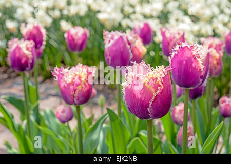 Blumenbeet mit Magenta pink und lila Tulpen (Tulipa) im Frühling Stockfoto