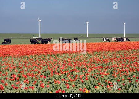 Typische holländische Landschaft: ein Deich mit Kühen, Windmühlen und Tulpen Stockfoto
