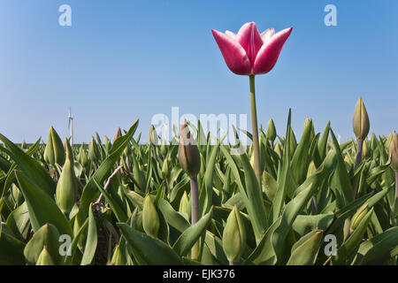 Erste holländische Tulpen im Frühling Stockfoto