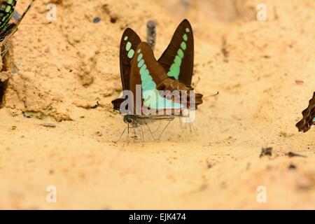 schöne gemeinsame Zusammenarbeit Schmetterling (Graphium Sarpedon) am Boden Stockfoto