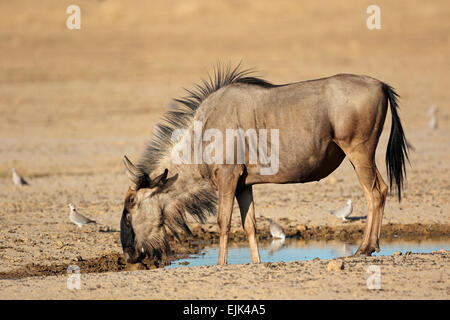 Gnus (Connochaetes Taurinus) an einer Wasserstelle, Kalahari-Wüste, Südafrika Stockfoto