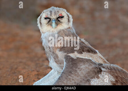 Eine junge Riesen-Uhu (Bubo Lacteus) sitzt mit offenen Flügeln, Südafrika Stockfoto