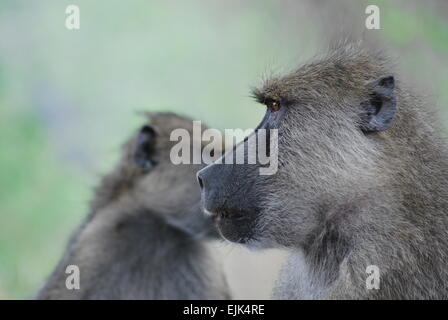 Männliche Gelbe Pavian Blick in Mikumi National Park, Tansania Stockfoto