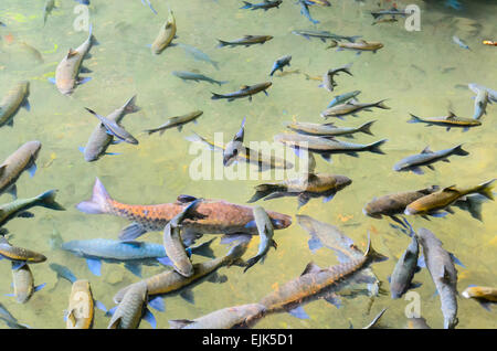 Soro Bach Karpfen oder Neolissochilus Stracheyi in der Natur, Mae Hong Son Provinz, Thailand Stockfoto