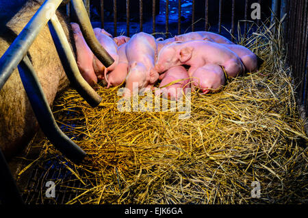 Neugeborene Schweine schlafen gemeinsam auf dem Stroh neben seiner Mutter in der Nacht unter dem Licht, die Wärme in ländlichen Bauernhof von Th Stockfoto