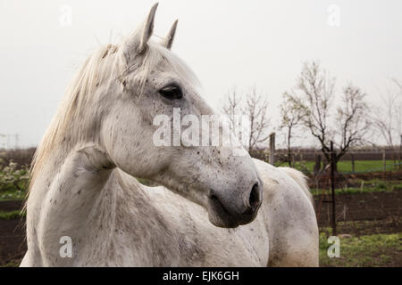 Porträt von schönen grauen Shire horse Stockfoto