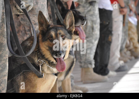 USA und Koalition Servicemembers, Zivilisten, militärischen arbeitenden Hundeführern und ihren Hunden trafen in einer Zeremonie am 16 Okt. um das Kriegerdenkmal Hund gebaut an der KAS-Promenade zu Ehren des militärischen Arbeitshunde zu enthüllen hier in der Linie der Pflicht getötet.         Kandahar Soldaten, Zivilisten zu Ehren des Menschen besten Freund /-news/2009/10/30/29572-kandahar-troops-civilians-honor-mans-best-friend/ Stockfoto