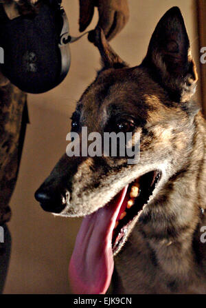 Bagdad - Zasko, ein Militär arbeitende Hund steht bereit für seine Handler Malbern, Arche, Native und Air Force Staff Sgt Jacob Holm, der 2. Zug, Company C, 1. Bataillon, 64. Armor Regiment, 2nd Brigade Combat Team, 3. US-Infanteriedivision, während einer Patrouille der westlichen Bagdad Aug 2 zugeordnet ist. Zasko, eine Belgische Malinois ist auf Befehl zu unterwerfen Feinde zu schützen Personal ausgebildet.  SPC. l.b. Edgar, 7. Mobile Public-Affairs-Abteilung Stockfoto