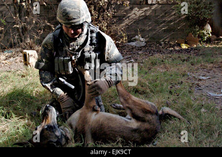 Bagdad - Malbern, Arche, Native und Air Force Staff Sgt Jacob Holm, eine militärische Gebrauchshund Handler angehängt, 2. Zug, Company C, 1. Bataillon, 64. Armor Regiment, 2nd Brigade Combat Team, 3. Infanterie-Division, belohnt Zasko, nachdem seine vierbeinigen Begleiter hausgemachte Explosivstoffe versteckt vor einem verlassenen Gebäude während einer Patrouille der westlichen Bagdad Aug 2 identifiziert. Zasko, ein belgischer Malinois, nie hatte ausgebildet, hausgemachte-Explosive Materialien zu identifizieren aber eine Probe als Referenz verwendet und anschließend etwa 15 Pfund des tödlichen Pulvers gefunden.  SPC. l.b. Edgar, 7. Mobi Stockfoto