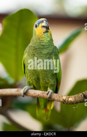 Orange-winged Amazon Parrot, Amazona Amazonica, Suriname Stockfoto