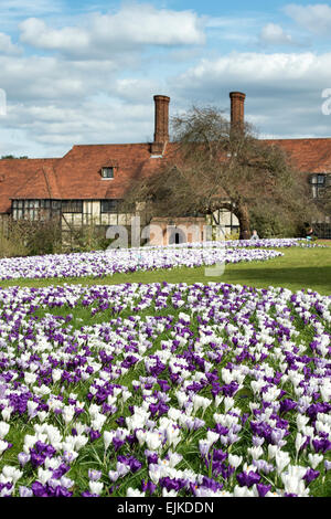 Frühling Crocus Rasen vor der RHS Wisley Laborgebäude. Wisley, Surrey, UK Stockfoto