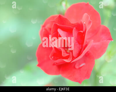 Feuchte zarte rote rose Blume mit Regen fällt. Stock Foto mit selektiven weichen flachen DOF konzentrieren und Bokeh Hintergrund unscharf Stockfoto