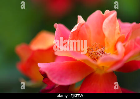 Schöne rosa-gelbe rose im Garten - Makro erschossen Stockfoto