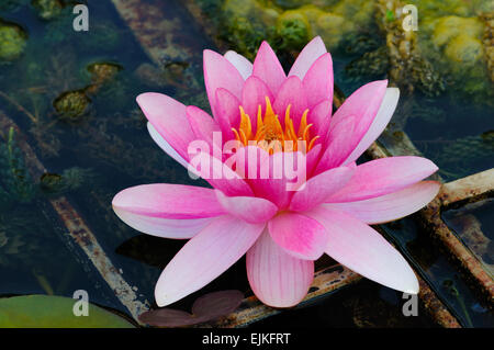 Lotus Flower indischen Seerosen in einem Teich Stockfoto