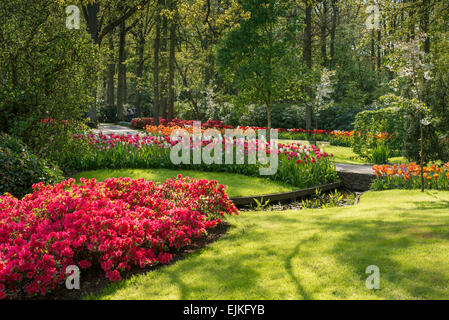 Frühlingsblume Betten mit Tulpen (Tulipa) in einem park Stockfoto
