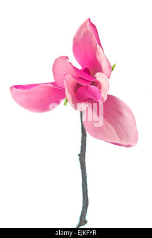 Magnolia Blumen isoliert auf weiss Stockfoto