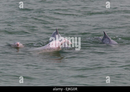 Chinesischer weißer Delphin, Sousa Chinensis, Indo-Pazifische Buckelwal Delfine in Hong Kong Stockfoto