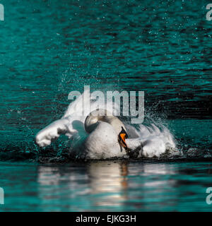 Wilder Schwan unter einem morgendlichen Bad im See Stockfoto