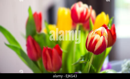 Haufen Strauß Bunte Tulpen Nahaufnahme von natürlichem Licht Stockfoto