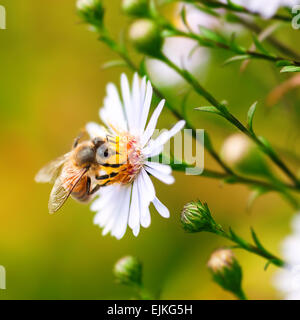 Einzelne Honigbiene sammeln Pollen von einer Blume Gänseblümchen Stockfoto