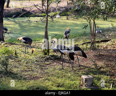 gekrönte Kräne, die zu Fuß in ein Feld auf dem grünen Rasen Stockfoto