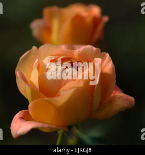 Pfirsichfarbe Rosen hautnah quadratische Komposition Stockfoto
