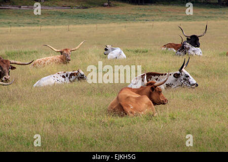Longhorn-Rinder ruht auf einer Ranch in Arcadia, Oklahoma Stockfoto