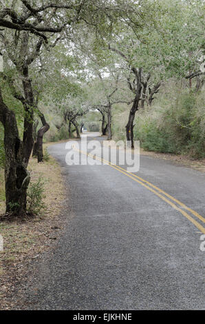 Kurvenreiche Straße durch die Eichen-Bäume in der Nähe der Golfküste von Texas Stockfoto